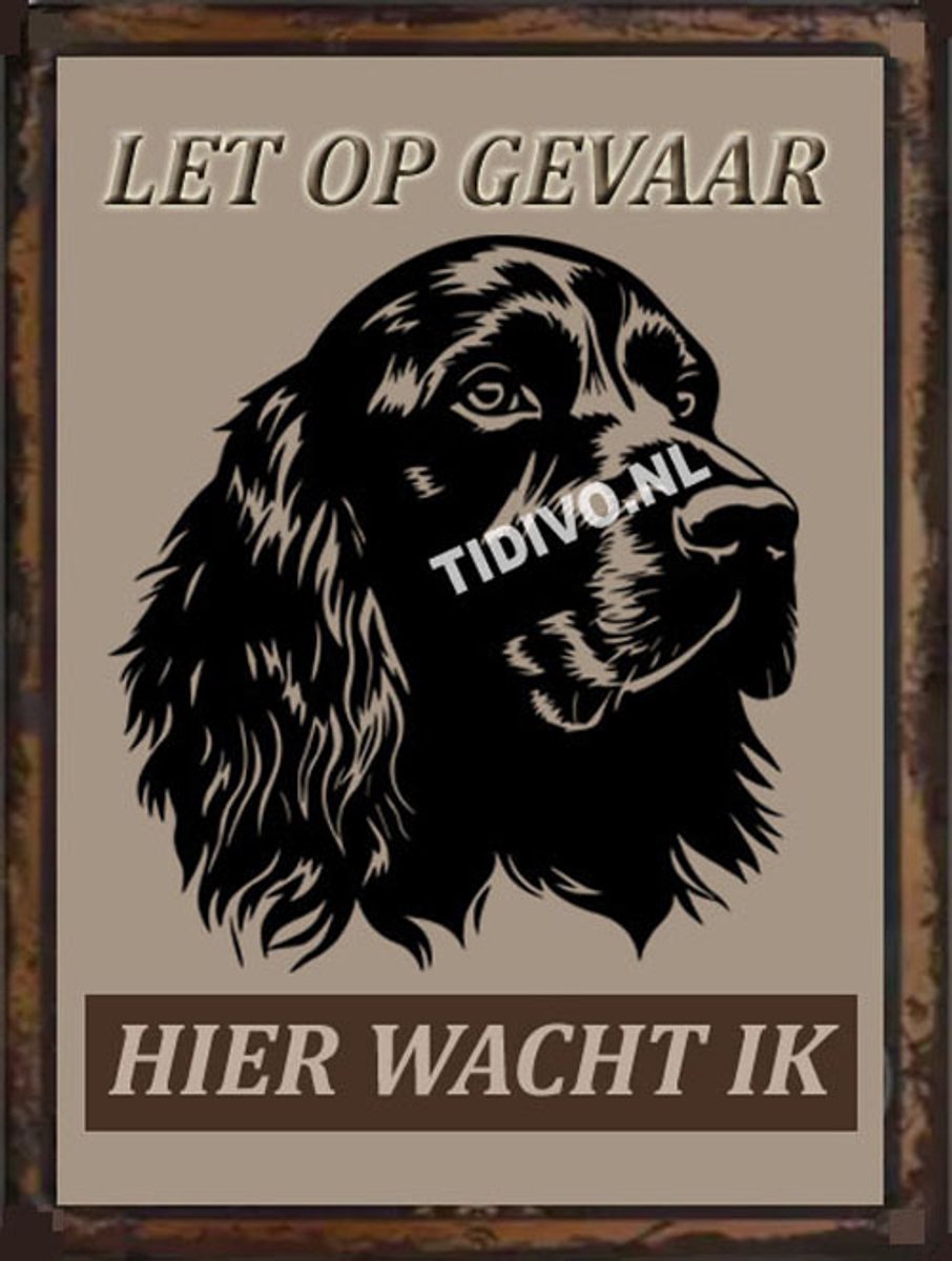 Boykin Spaniel 18