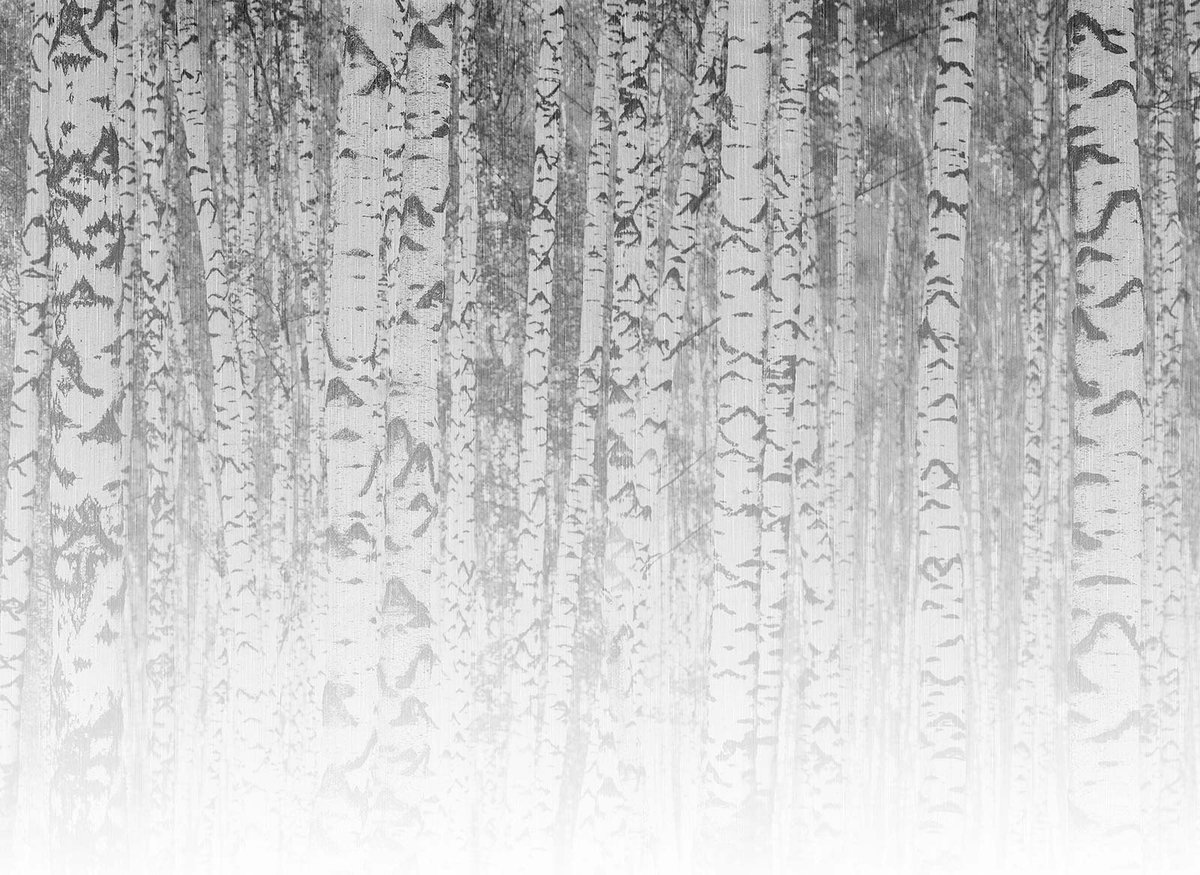 Fototapete Designwalls 2 DD123526 BirchForest1