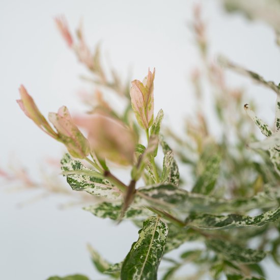 Plante en boîte - Saule panaché - Salix integra ' Flamingo' - Hauteur 90-110 cm - Pot 19 cm - Plante de jardin - Résistant à l'hiver