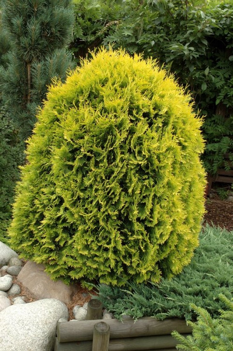 Arbustes de haie - Un ensemble 1 - Thuja occidentalis 'Golden Globe' - (3L) 30-40 cm