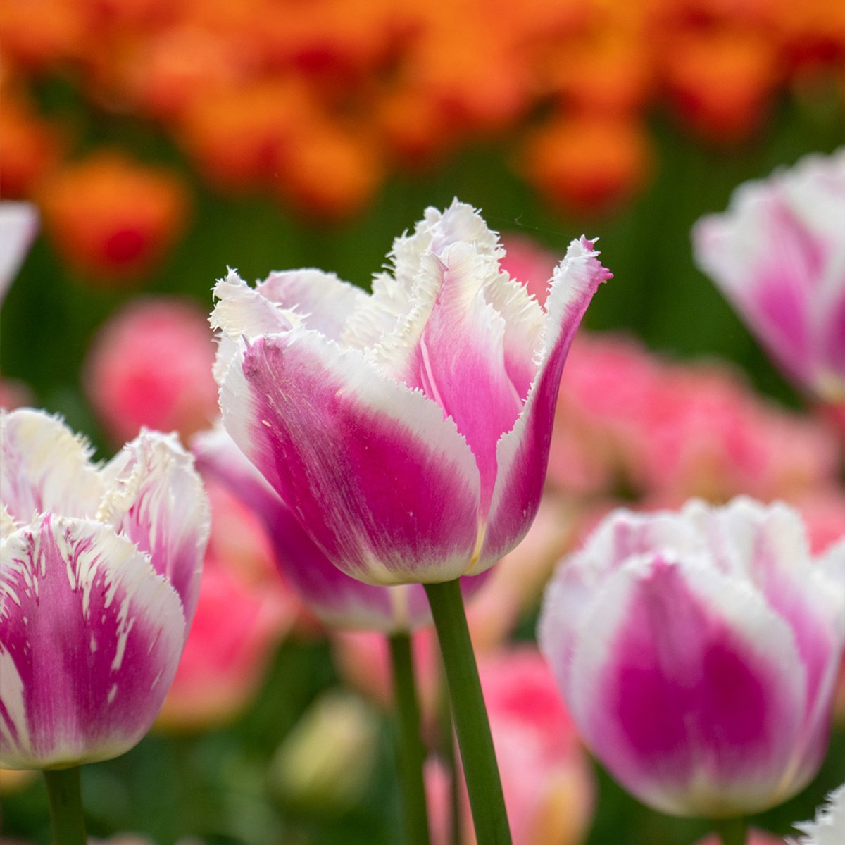 Tulp Siesta | 10 stuks | Gefranjerd | Roze | Wit | Tulpenbollen