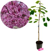 Een jonge boom met groene bladeren in een pot, met een close-up van roze bloesems.