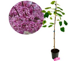 Cercis canadensis, Amerikaanse Judasboom, Hoogte 100cm, 2 liter pot