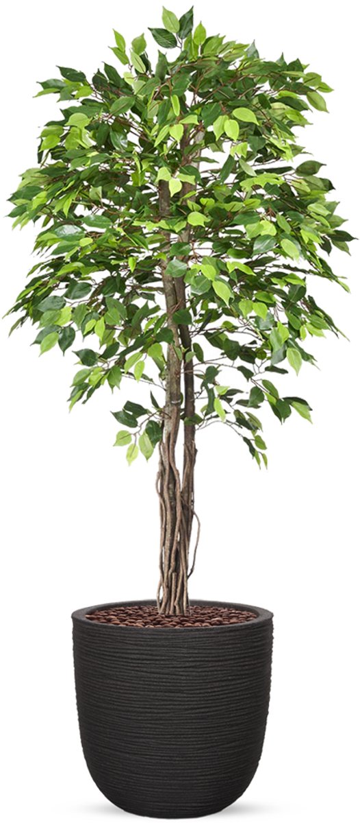 HTT Decorations Kunstplant Ficus groen in planter ball Rib zwart H200 cm