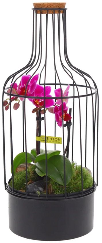 The Green Stylish Garden - Bottle metaal Orchidee S - Terrarium - Flessentuin - Orchidee - kant en klaar