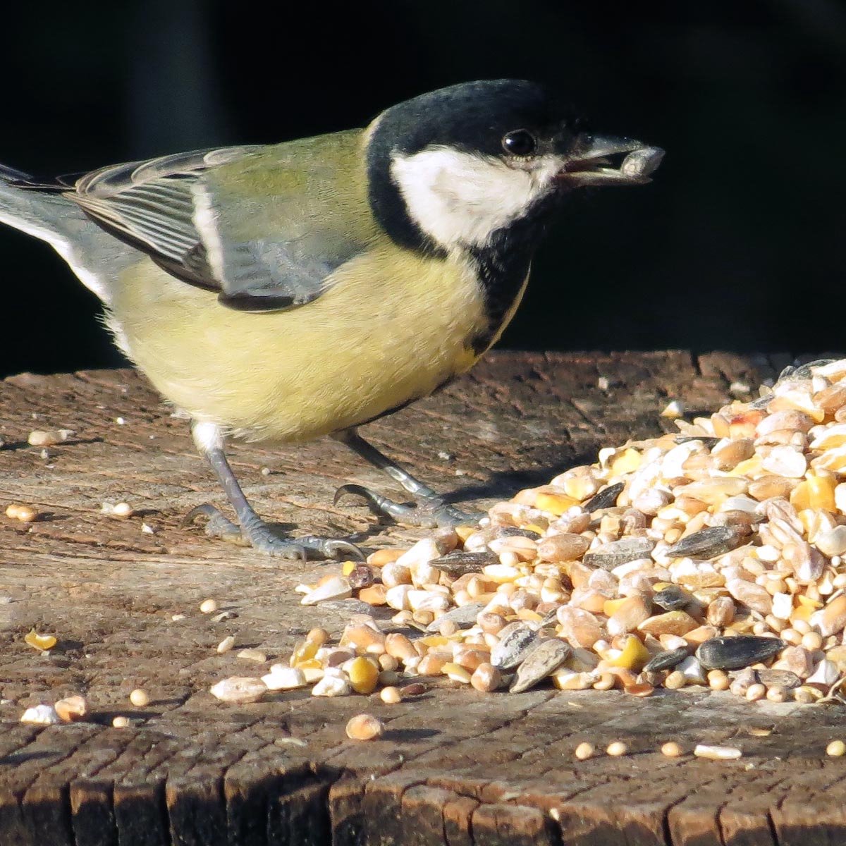 Aniculis - Premium Vogelvoeder-Mix met Anijszaad (10 kg) - Anijs stimuleert het imuunsysteem | Hoogwaardige voermix voor tuinvogels | Geschikt voor het hele jaar door bijvoeren