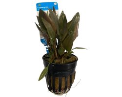 Moerings Cryptocoryne Petchii Pink in 5 cm pot
