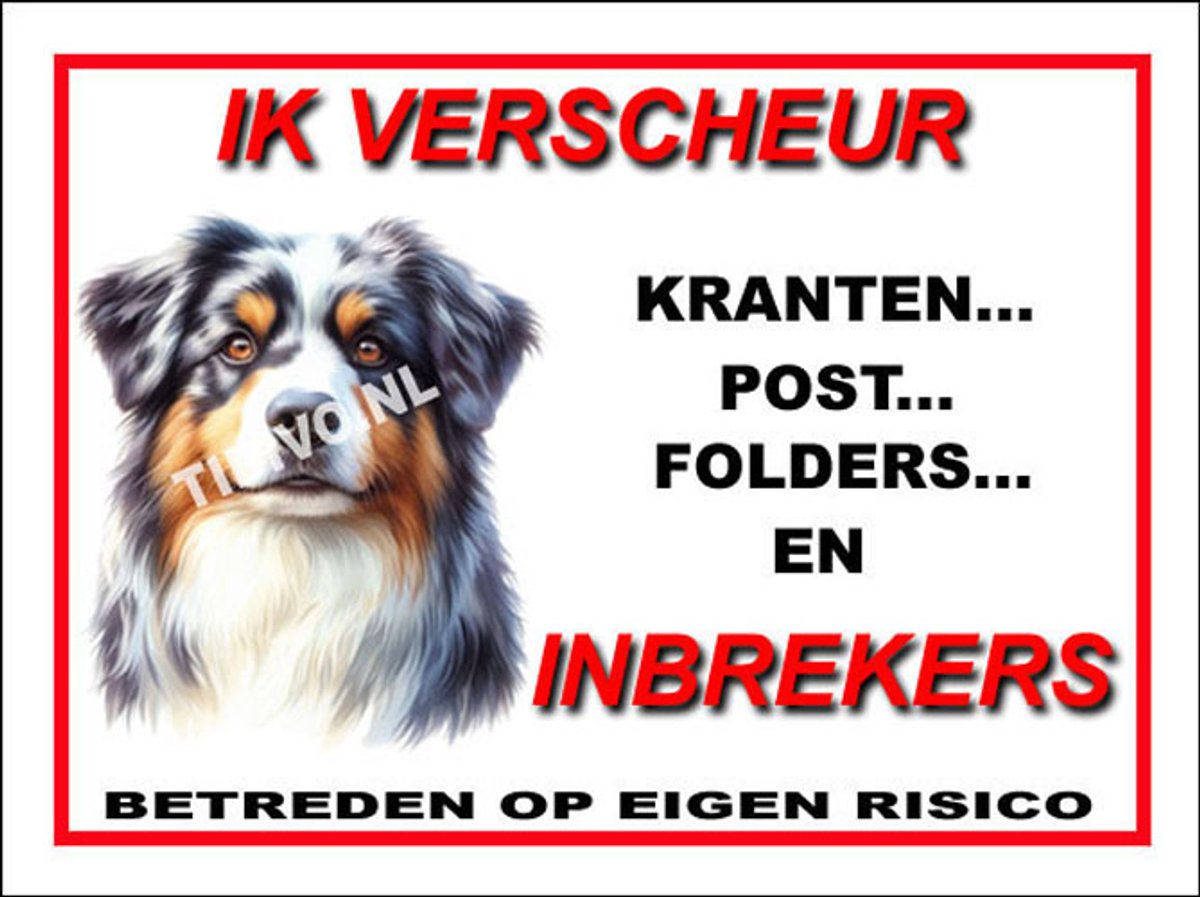 Australian Shepherd 8