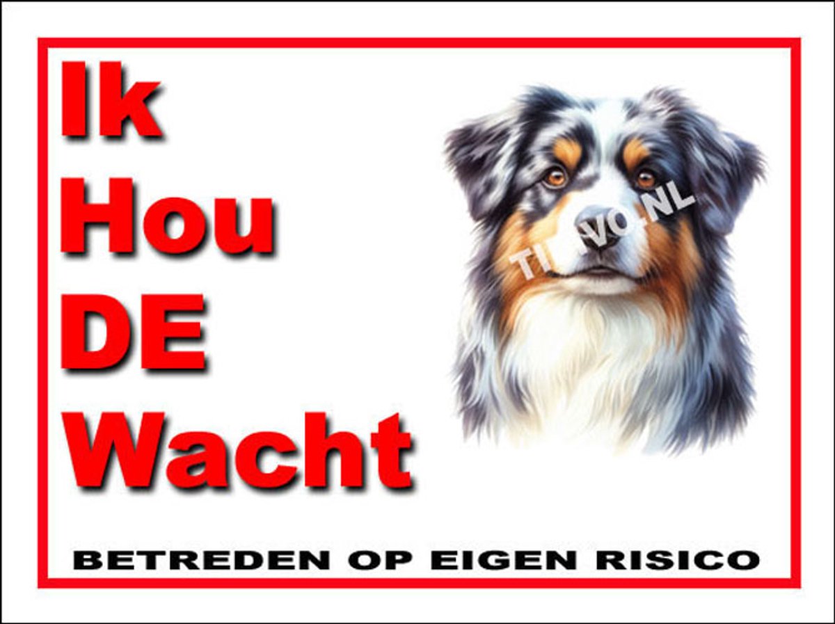 Australian Shepherd 7
