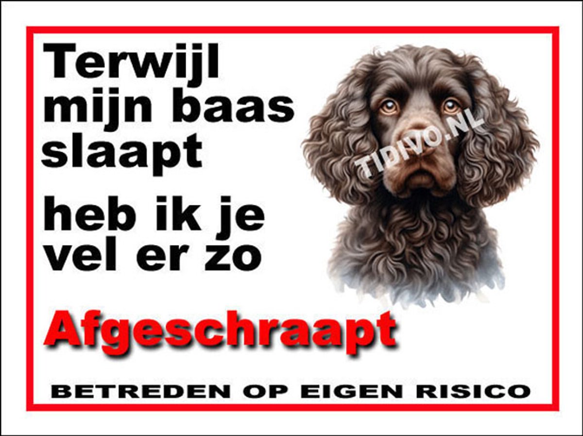Amerikaanse Water Spaniel 15
