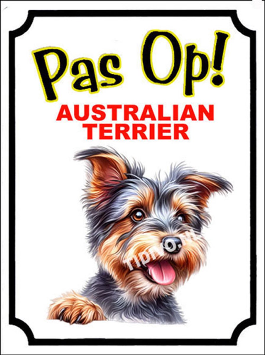 Australian Terrier 16