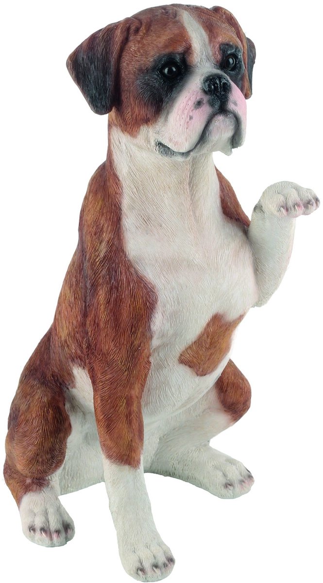 Bokshond die zijn poot opheft