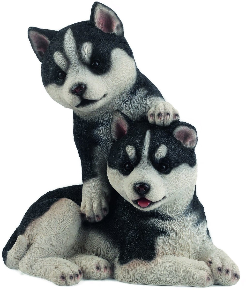 Husky puppy’s