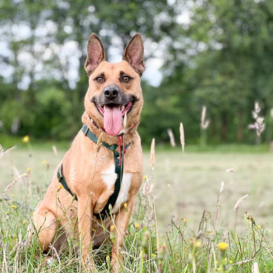 Bruine hond met groen Y-harnas, zittend in een grasveld met bloemen.