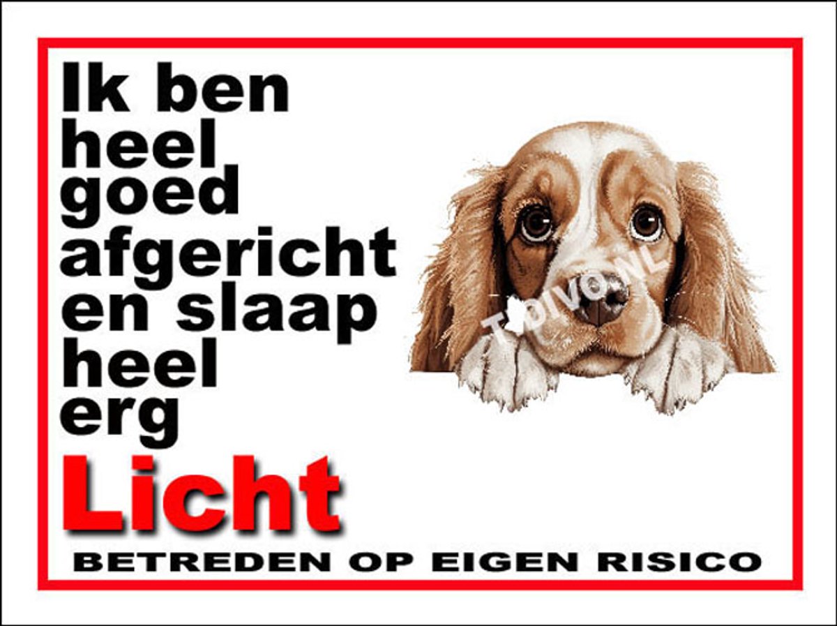 Amerikaanse Cocker Spaniel 4