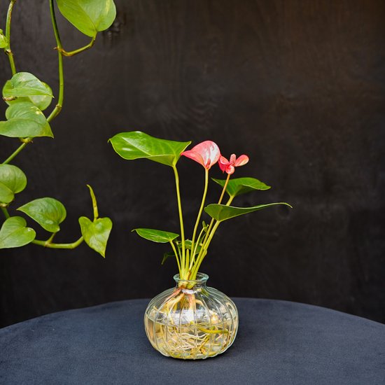 Nela | Anthurium | Hydroponie |Glas Transparant | Bloem Roze