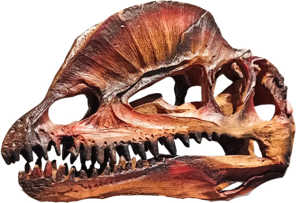 GreatGift - Dilophosaurus Schedel in Luxe Cadeauverpakking – Realistisch – Roodbruin – 18 cm – Replica – Educatief Fossiel – Gemaakt van Polyresin