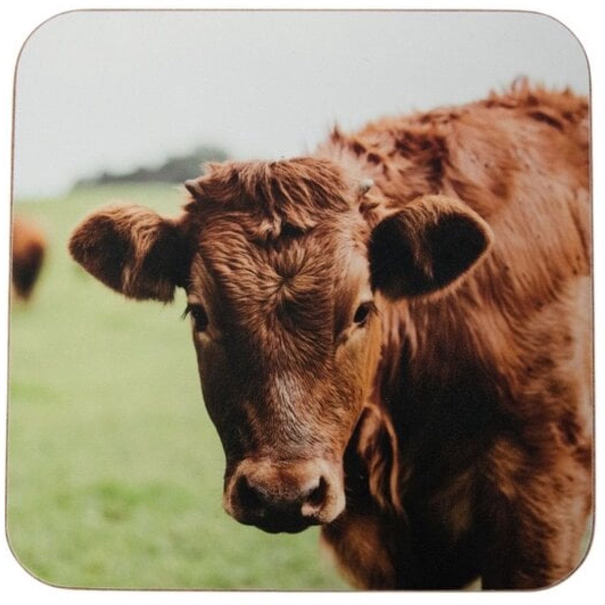 Mars & More Onderzetters 10x10cm – Koeienprint in Weiland (Set van 6)