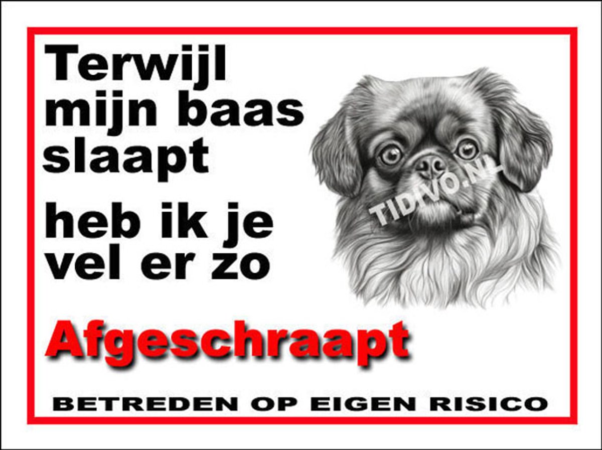 Tibetaanse Spaniel 15