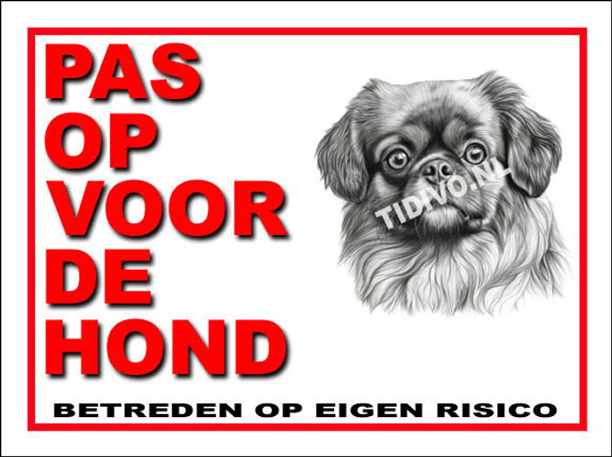 Tibetaanse Spaniel 13
