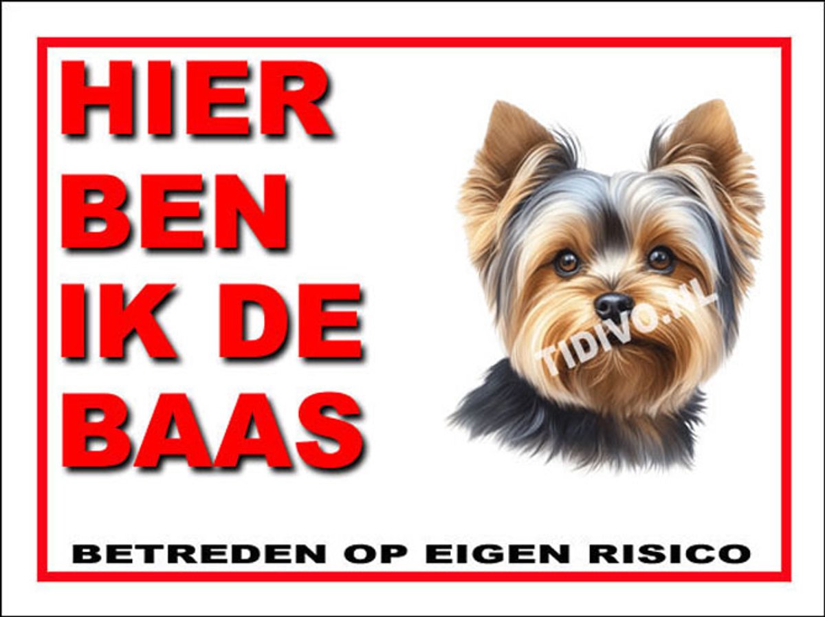 Yorkshire Terrier 2