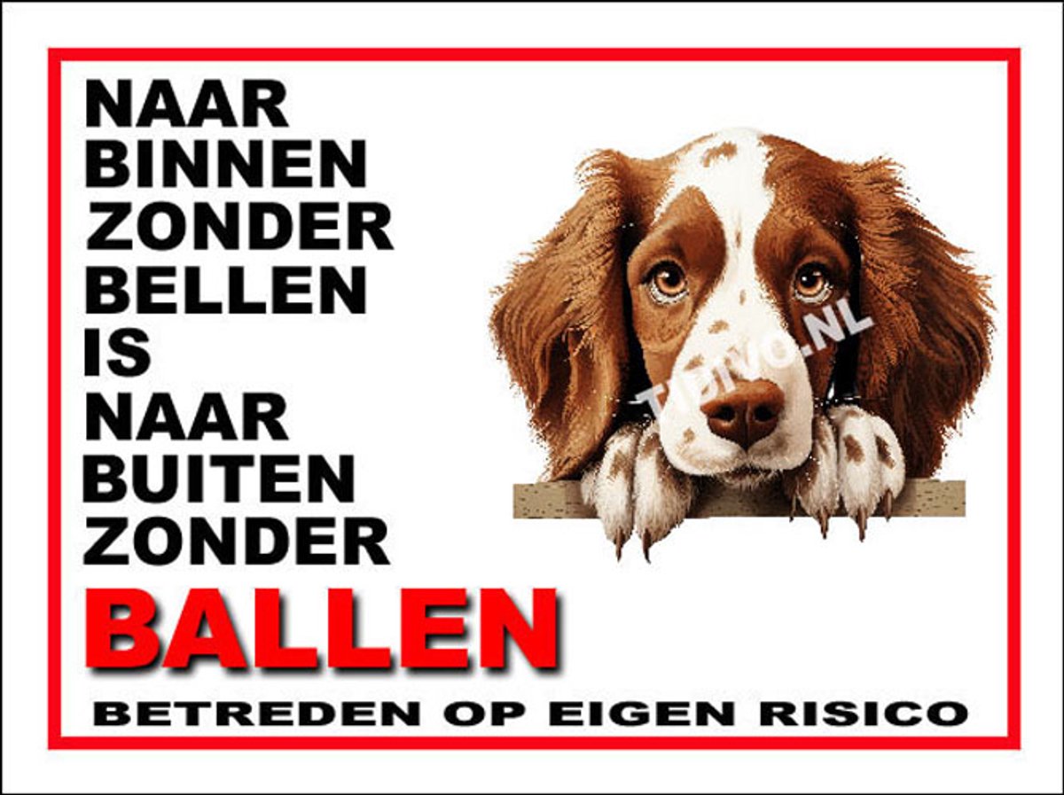 Welsh Springer Spaniel 11