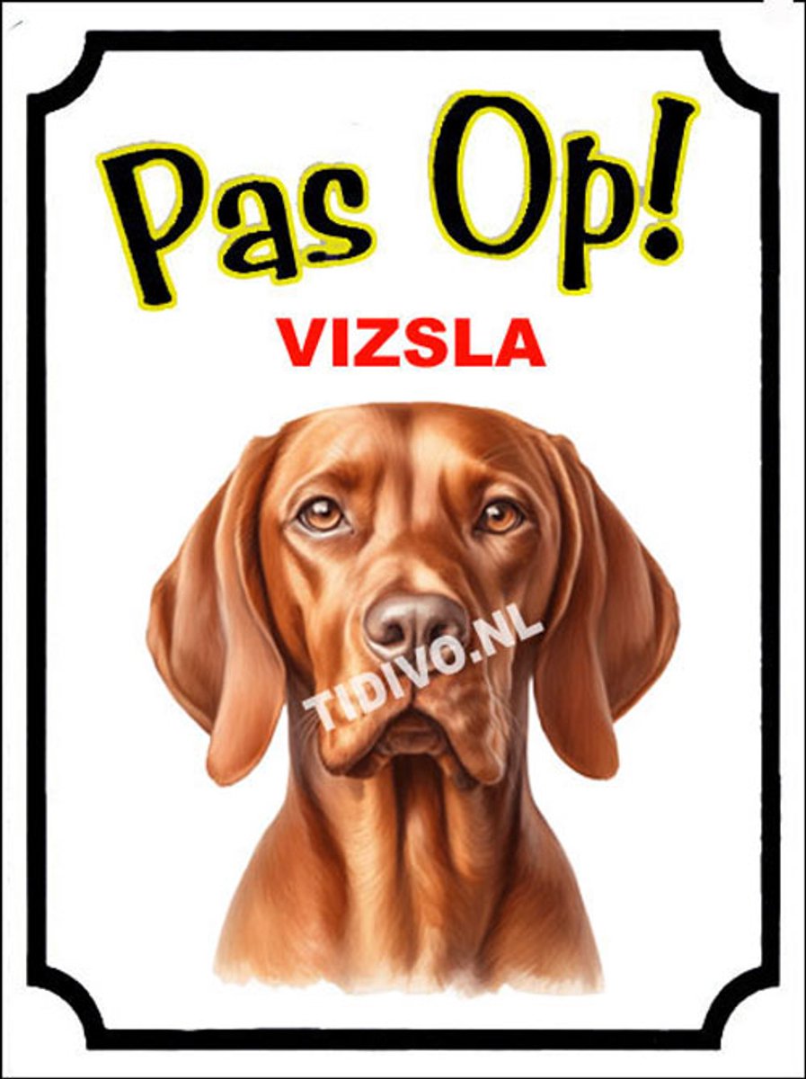 Vizsla 16