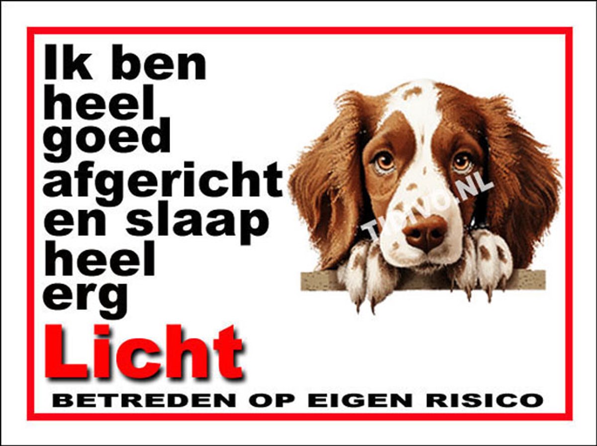 Welsh Springer Spaniel 4