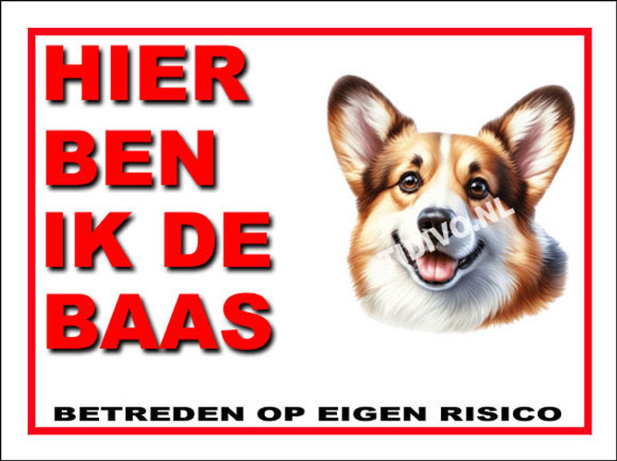 Welsh Corgi 2