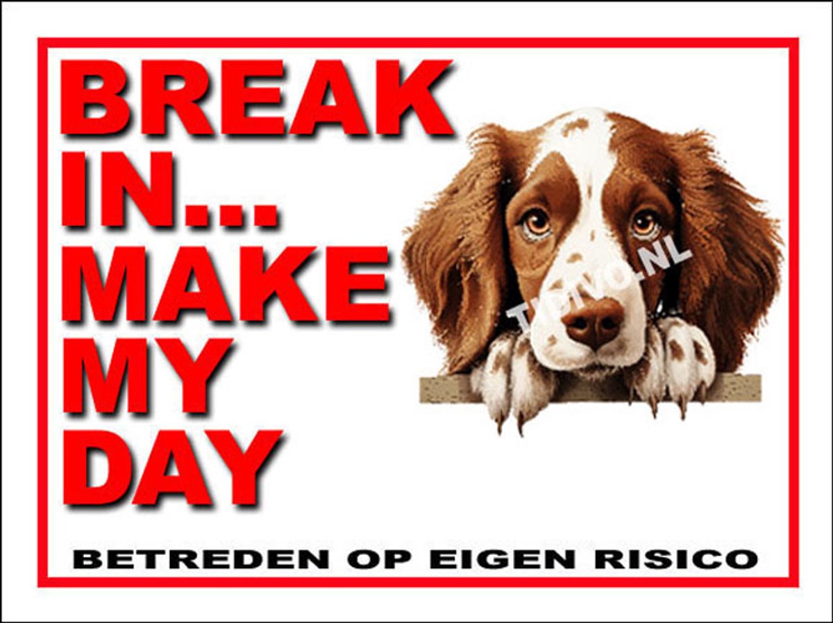 Welsh Springer Spaniel 1