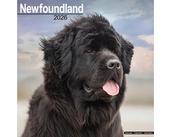 foto van Newfoundlander Kalender 2026