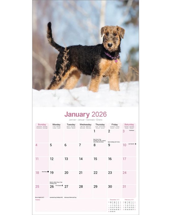 Calendrier Airedale Terrier 2026
