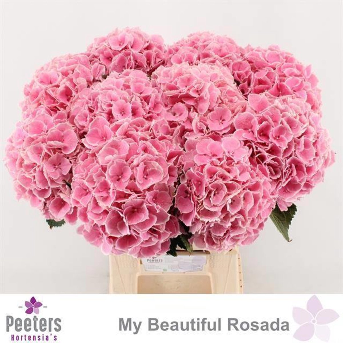 5x Hydr.my beautiful rosada 60cm