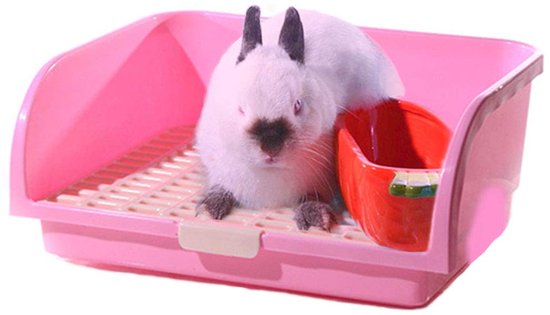 Cavia geluiden en gedrag - Alles voor cavia's