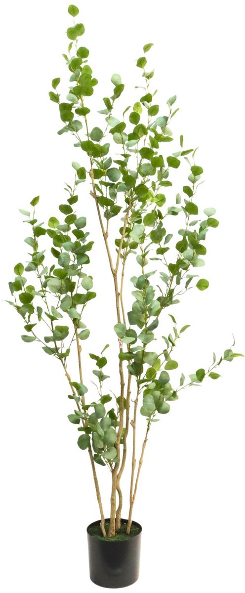 Eucalyptus Kunstplant 210cm