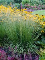 Plants Online - Tuinplanten - Siergrassen - Set van 5 - Molinia caerulea 'Heidebraut' - 0.7 liter pot - Plant