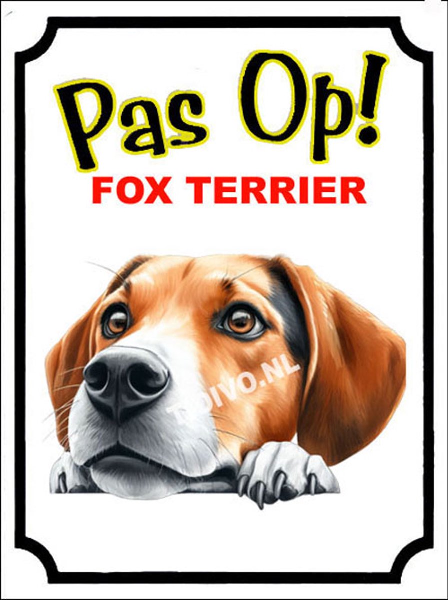 Fox Terrier 16