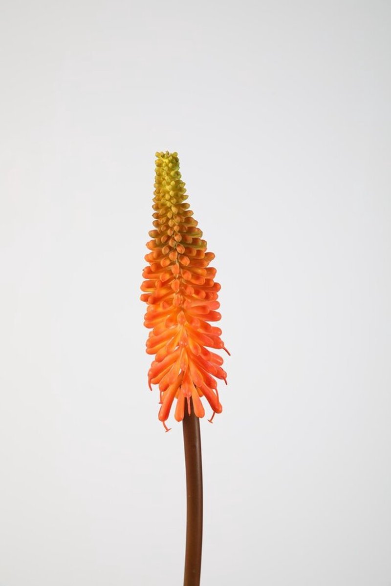 Kniphofia stem - kunstbloem/plant - 69 cm