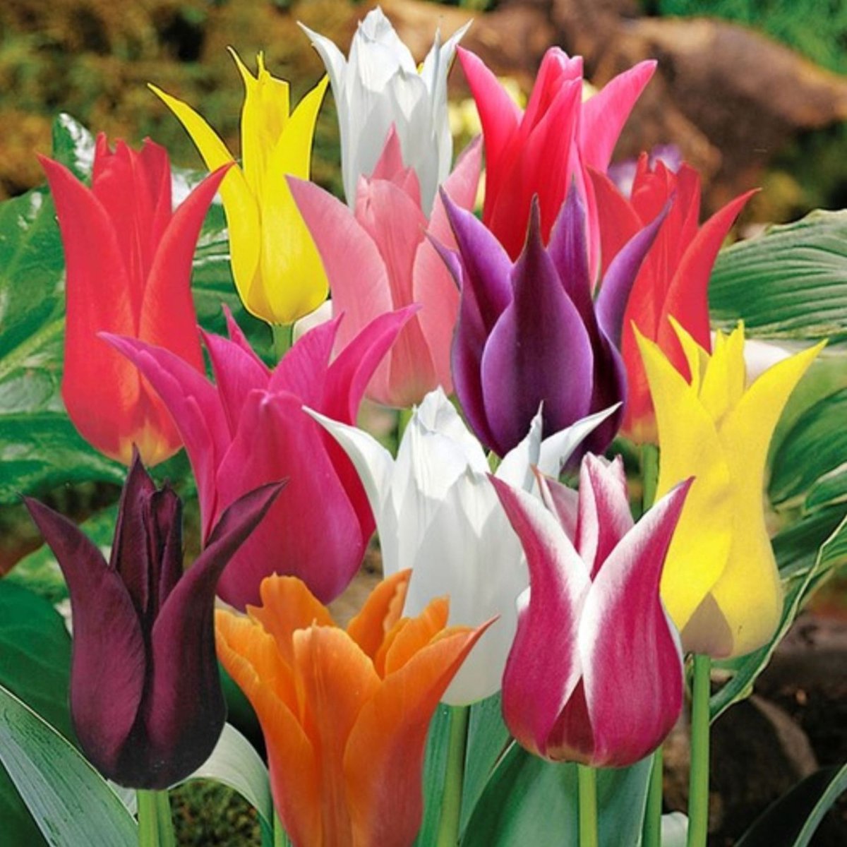 Tulp (Tulipa) - en Leliebloemig Mix - Snijbloemen - Voorjaarsbollen - bloeit in April / Mei