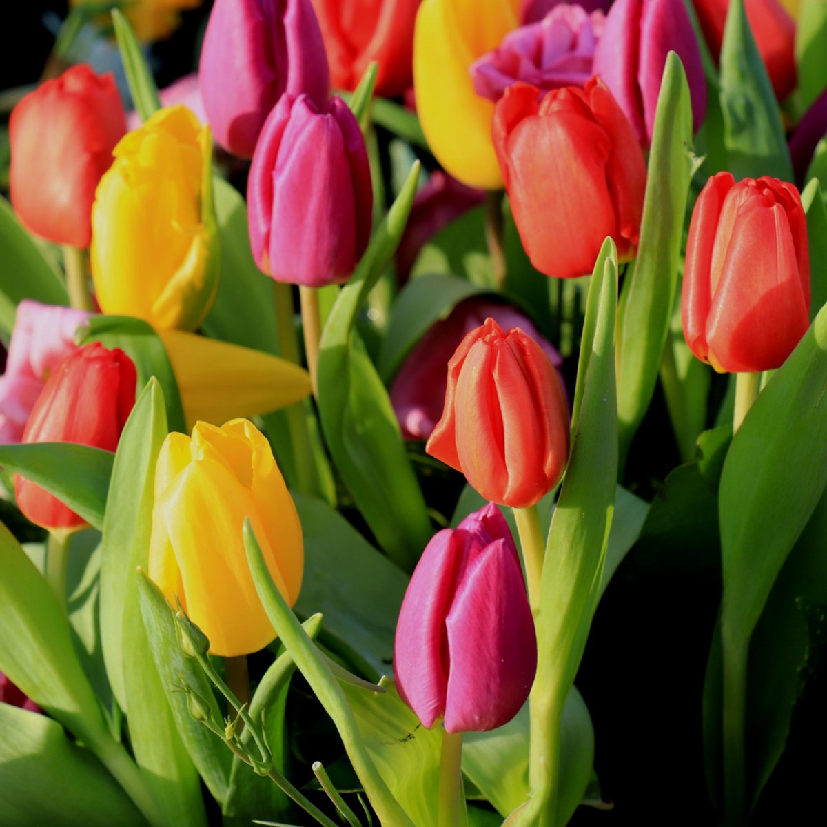Tulp (Tulipa) - en Triumph Mix - Snijbloemen - Geurend - Voorjaarsbollen - bloeit in April / Mei