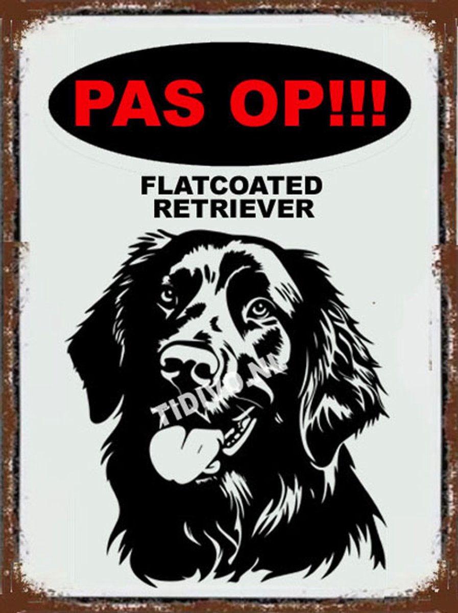 Flatcoated Retriever 17