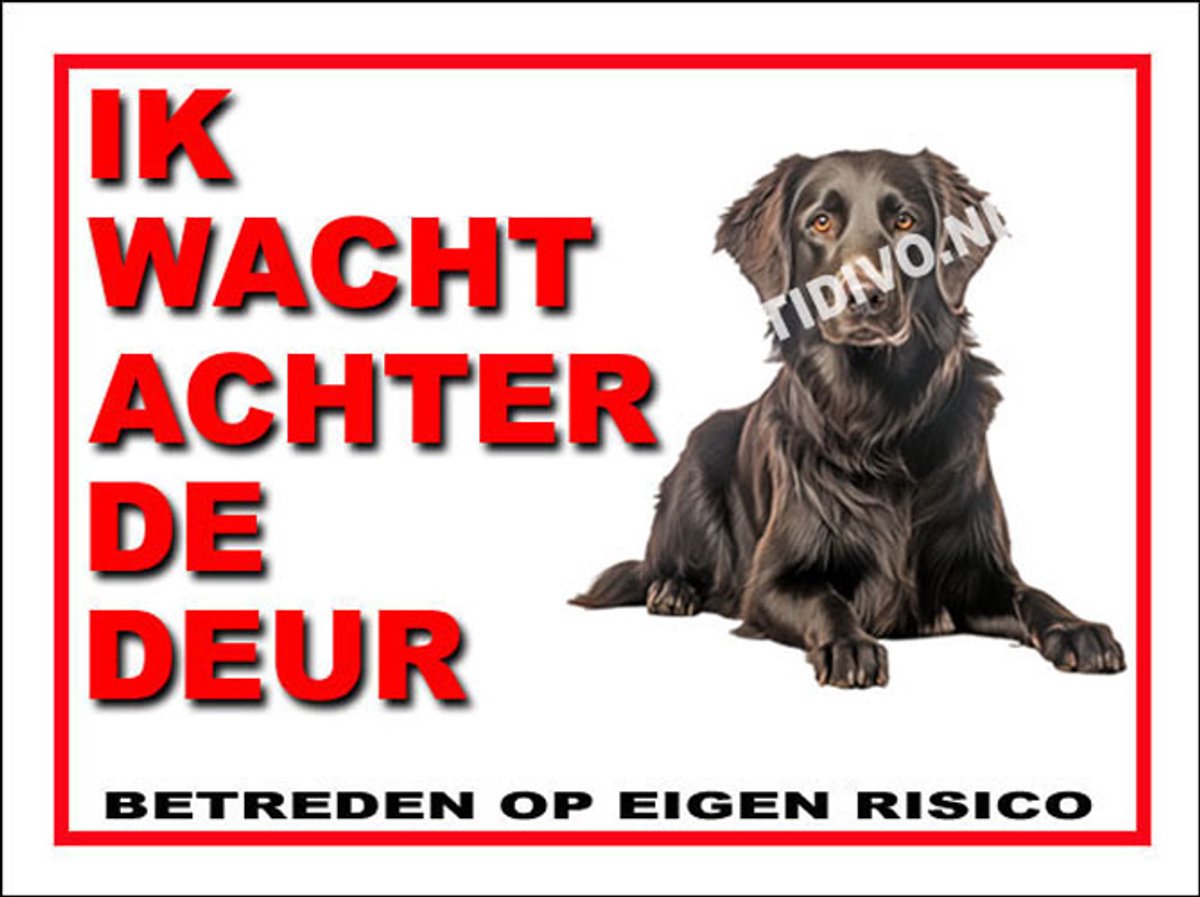 Flatcoated Retriever 10
