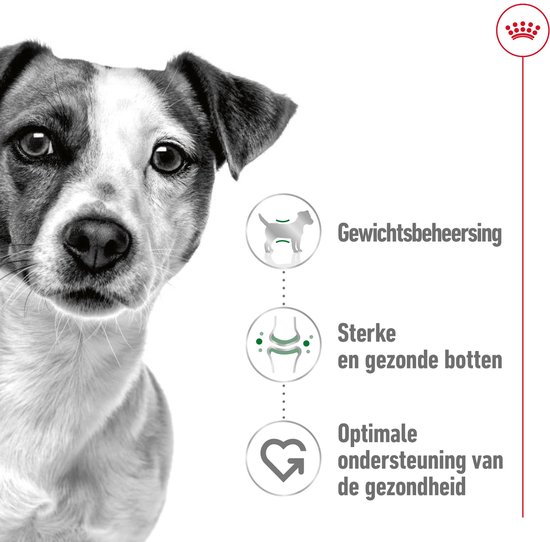 Close-up van een Jack Russell terriër met iconen voor gewichtsbeheersing, sterke botten en optimale gezondheid.