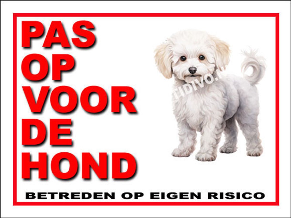 Bichon frisé 13