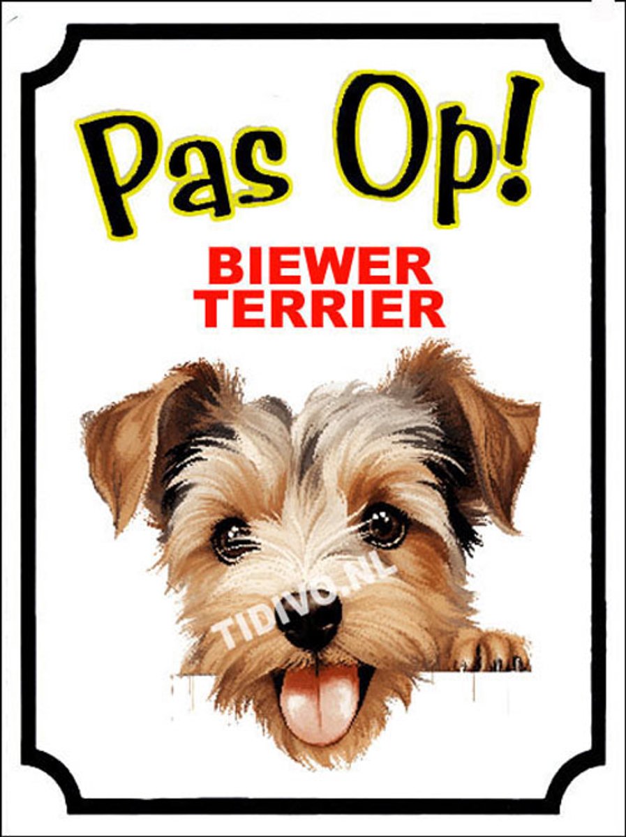 Biewer Terrier 16