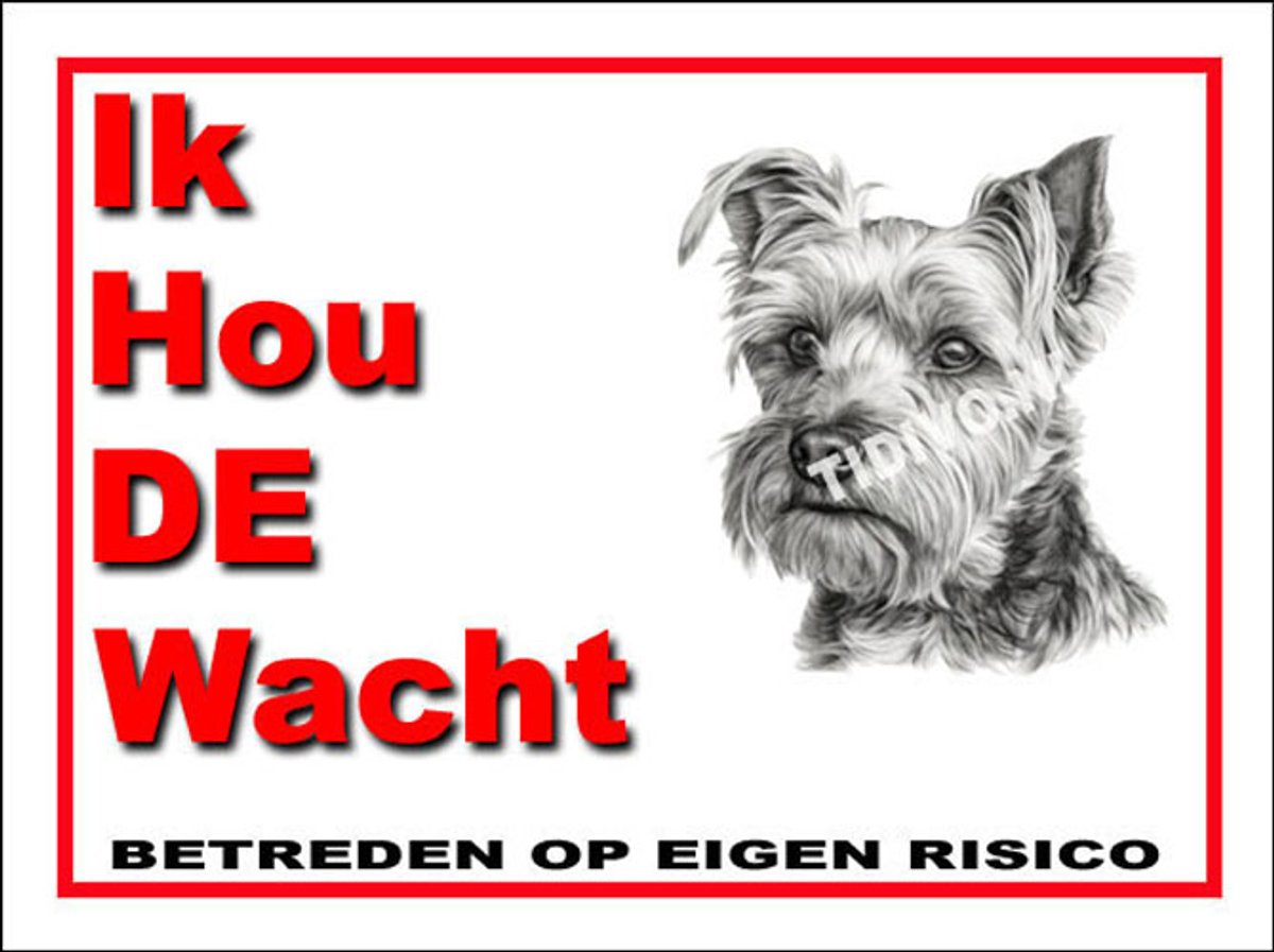 Biewer Terrier 7