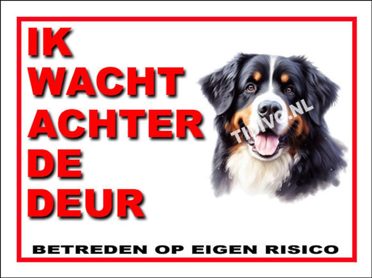 Berner Sennenhond 10