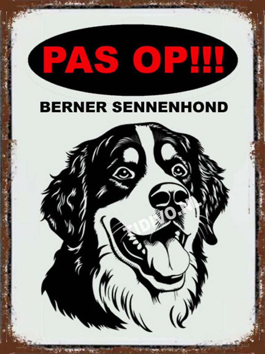 Berner Sennenhond 17