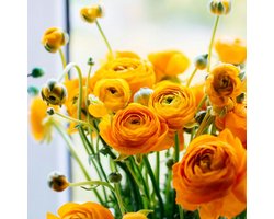 Aziatische ranonkel (Ranunculus asiaticus) - Ranonkel Oranje - Ranunculus dubbel - Bijen-Vlinders - Snijbloemen - (Ook)-Voor in huis - Zomerbollen