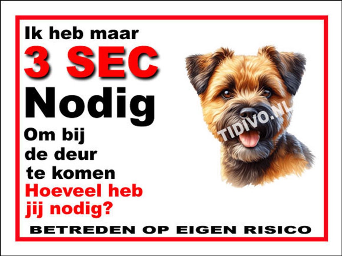 Border Terrier 6